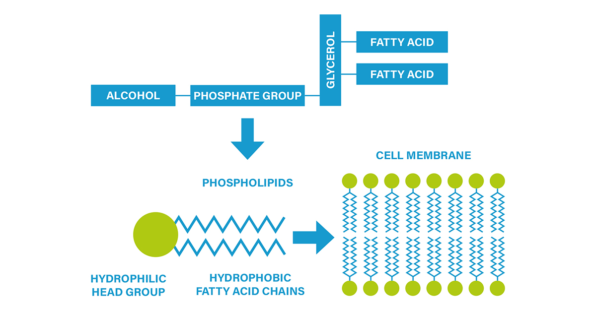 The molecule’s head component contains both a phosphate group and an alcohol residue. This polar end is electrically charged and is drawn towards water molecules (hydrophilic). The other end, consisting of fatty acids, is neutral (nonpolar) and therefore water repellent (hydrophobic) and fat-soluble (lipophilic).